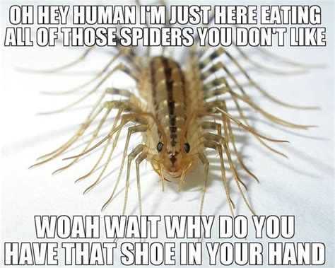 Misunderstood house centipede - Meme Guy