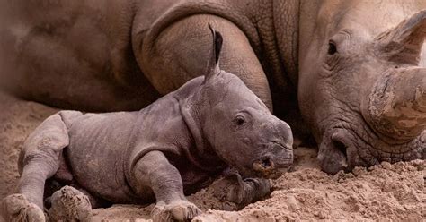 First picture of adorable baby white rhino born at Scots safari park ...