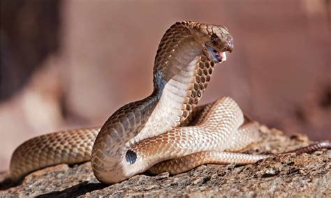 Cape Cobra Bite: เหตุใดจึงมีพิษมากพอที่จะฆ่ามนุษย์ได้ 9 คน & วิธีรักษา | Newagepitbulls