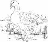 Free Goose Coloring Pages sketch template