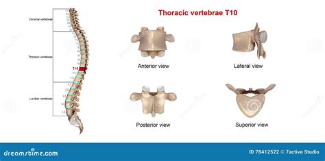 Thoracic vertebrae T10 stock illustration. Illustration of anatomy ...