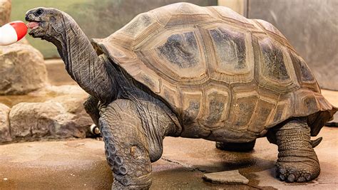 Aldabra tortoise | Zoo Boise