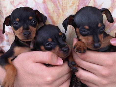 Terjual For Sale Mini Pinscher Puppies | KASKUS