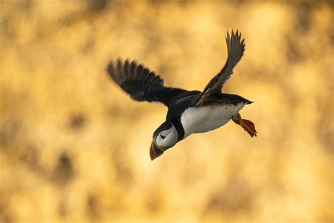 Puffin In Flight Photograph by Jan Dolfing | Fine Art America