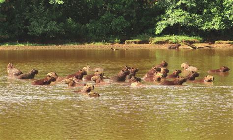 1: Capybara herd in Piracicaba, state of São Paulo, in Southeastern Brazil. | Download ...