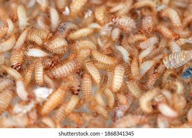 Larvae Khapra Beetle Trogoderma Granarium Dermestidae Stock Photo 1868341345 | Shutterstock