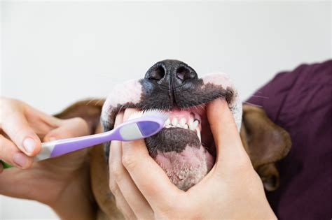 dog gums bleeding when brushing | Northgate Vet