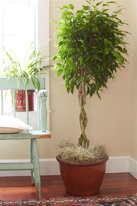 9 Indoor Plants You Can't Kill (So Easily) | Atap.co