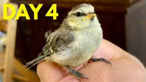 Injured Bird Rescue Story - Day 4/5 - YouTube