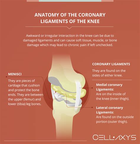 Coronary Ligament Knee