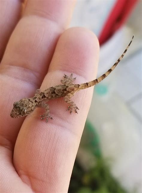 Baby house geckos are so adorable. : geckos