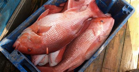 Louisiana Private Recreational Red Snapper Season to Open Friday, May 26, 2023
