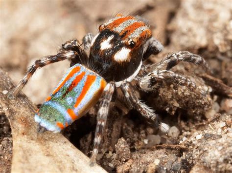 Temp/Salticidae/Maratus_volans_D3966_Z_88_Sydney_Australie