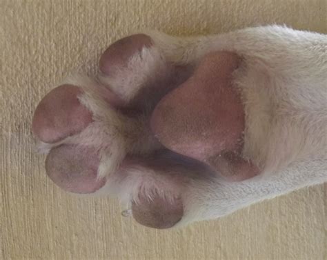 What Causes Dogs Paws To Swell