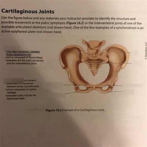 Example of a Cartilaginous Joint Diagram | Quizlet