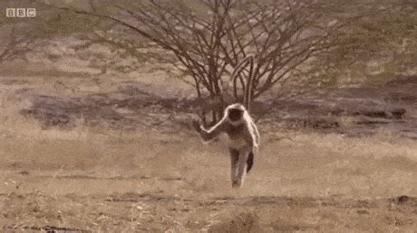 Monkey Flipping GIF - Find & Share on GIPHY