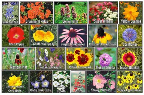 I love flowers!!! | Wild flower meadow, Flower chart, Wildflower garden