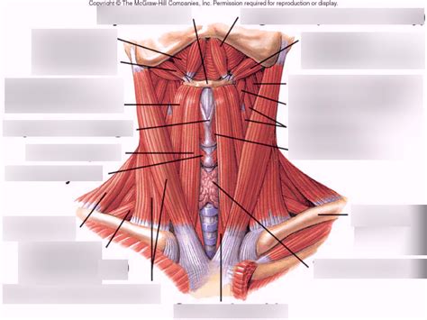 Jaw Muscles (Underneath) and Front View of Neck Diagram | Quizlet