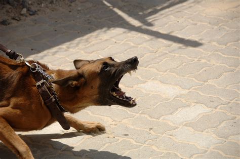 Free Images : working, aggression, shepherd, leash, attack, angry, domestic, teeth, protection ...