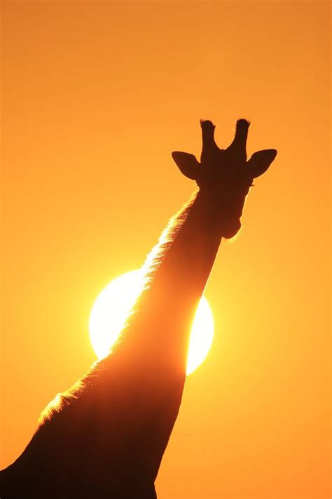 Giraffe Silhouette - Golden Wildlife by LivingWild on deviantART | Giraffe silhouette, Sunset ...