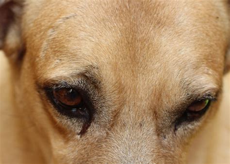 Eye Boogers in Dogs! aka Dog Eye Discharge, Causes & Treatments
