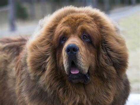 12 Tibetan Dog Breeds: Native to Tibet (With Info & Pictures) | Hepper