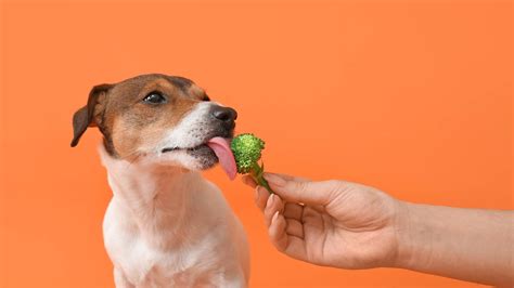 Can dogs eat broccoli? | Dragonfly Products