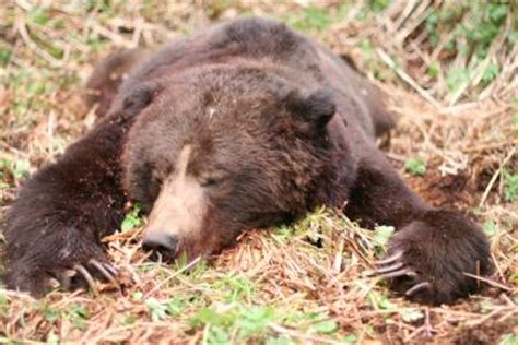 Grizzly Bear Hunting Tips – Hunting Tips and Tricks