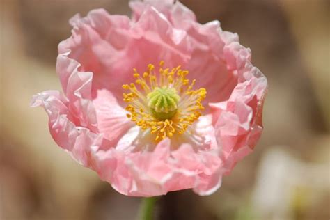 Seed of the Week: Oriental Poppies – Growing With Science Blog