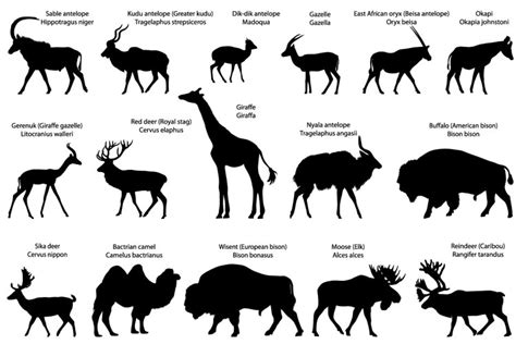 Silhouettes of even-toed ungulates animals
