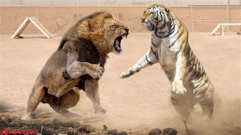 Tiger Vs Lion Fight