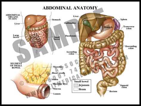 Upper Abdominal Anatomy - S&A Medical Graphics