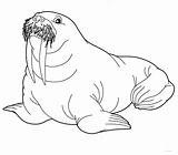 Walrus Coloring Pages To Download And Print For Free sketch template