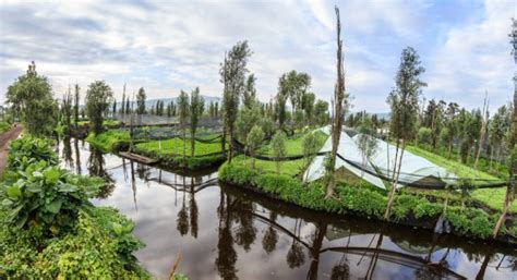 Recuperan 26 kilómetros de canales en zona chinampera de Xochimilco