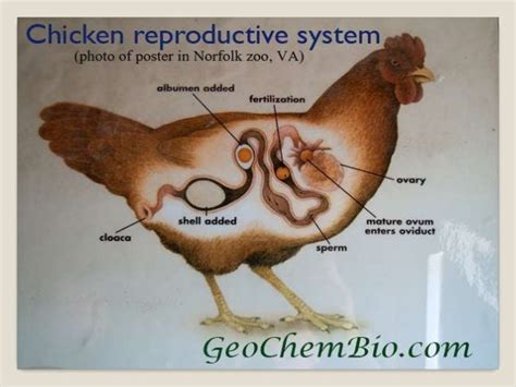 Reproductive system of hen