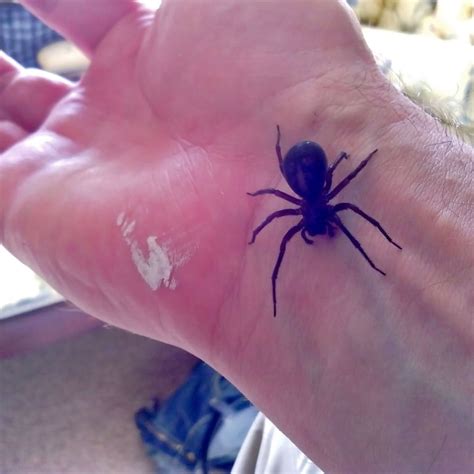 Black Widow Spider Bite Effects : Bite Spiders | Bodenowasude