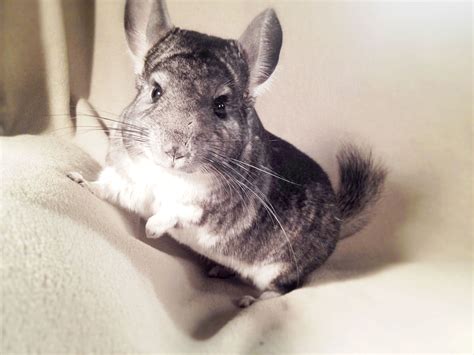 🔥 [90+] Chinchilla Wallpapers | WallpaperSafari