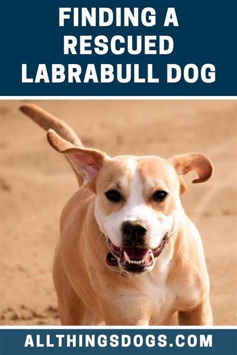 Labrabull Dog Rescue | Dogs, Labrador dog, Rescue dogs