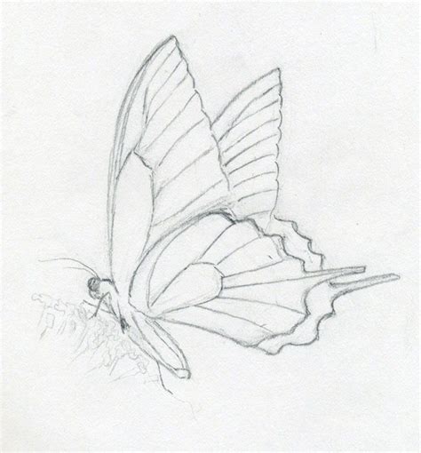 Butterfly Drawing on Pinterest | Butterfly Sketch, Emotional Drawings ...