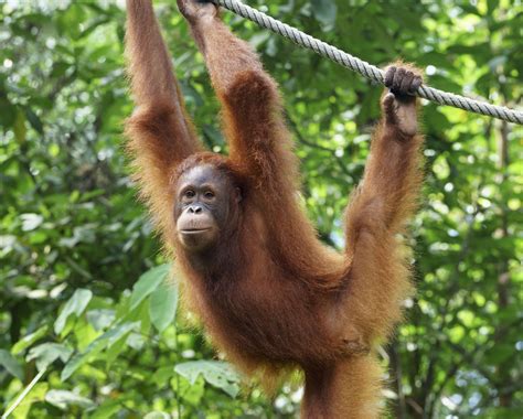 10 Facts About Orangutans