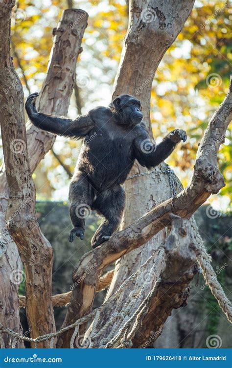 Adult Chimpanzee Standing Up Like a Human in Front of a Tree Stock ...