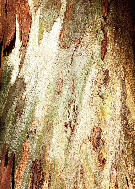 Red Gum Tree Bark 4 Photograph by Lexa Harpell - Fine Art America