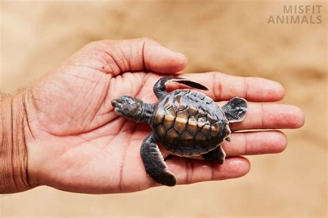 12 Types Of Pet Turtles: Which Species Is Best For You?