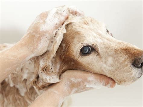 7 Best Dog Shampoo for Dry Skin(June 2024: Reviews) - The Goody Pet