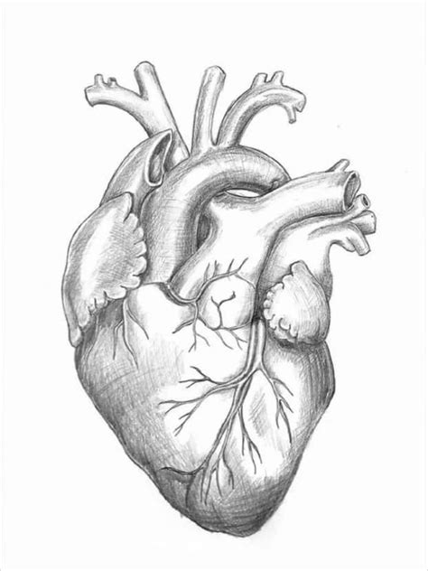 анатомическое сердце рисунок: 2 тыс изображений найдено в Яндекс ...