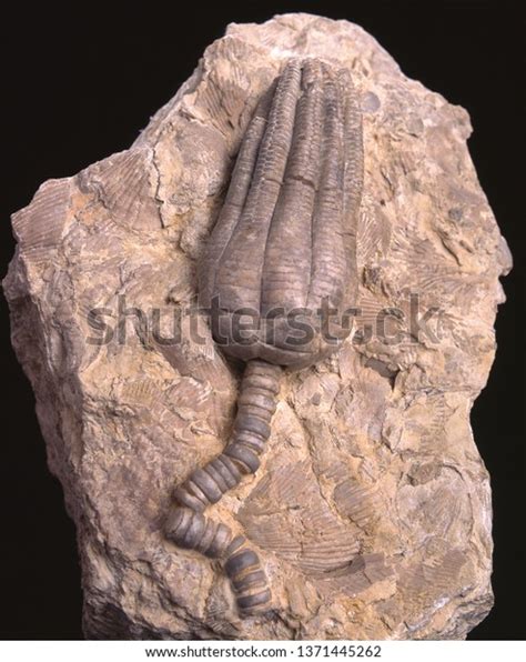 476 Crinoid Fossil Images, Stock Photos & Vectors | Shutterstock