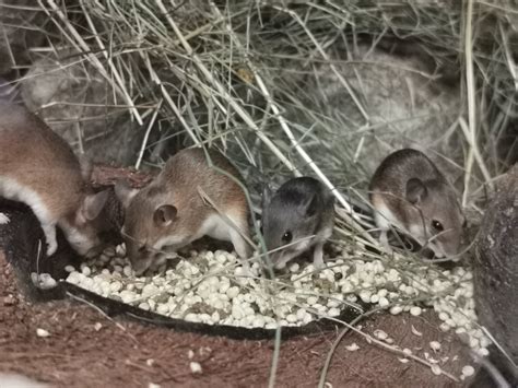 African Pygmy Mice - Bacchus Residents