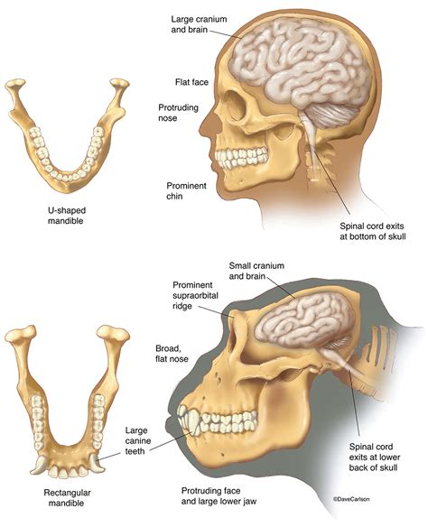 Human & Gorilla - Skull & Brain | Carlson Stock Art