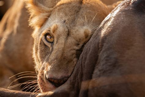 The Lioness: An Unsung Hero of the Pride - Ishara – A luxury tented camp in the Masai Mara