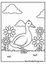Duck Coloring Pages Updated 2021 sketch template